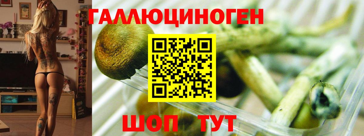Псилоцибиновые грибы Psilocybine cubensis Сергиев Посад